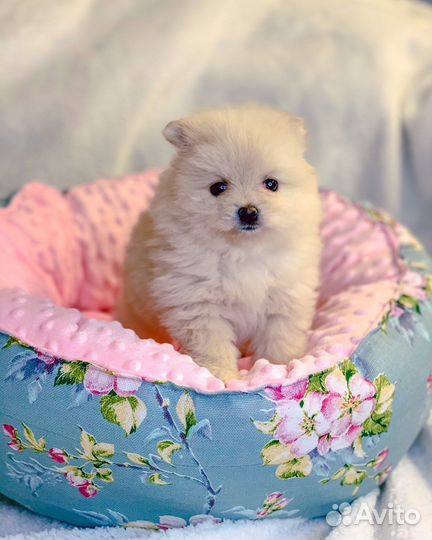 Лежанки для любимцев