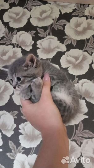 Шотландская вислоухая кошка бесплатно