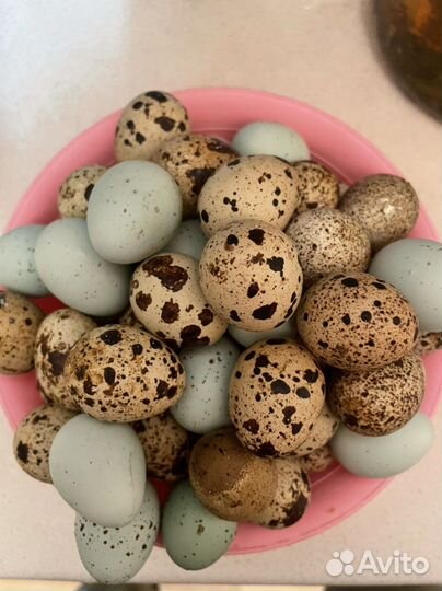 Яйца перепелиные домашние