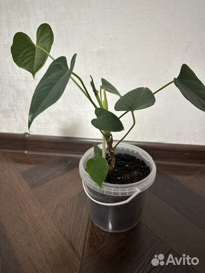 Антуриум, мужское счастье