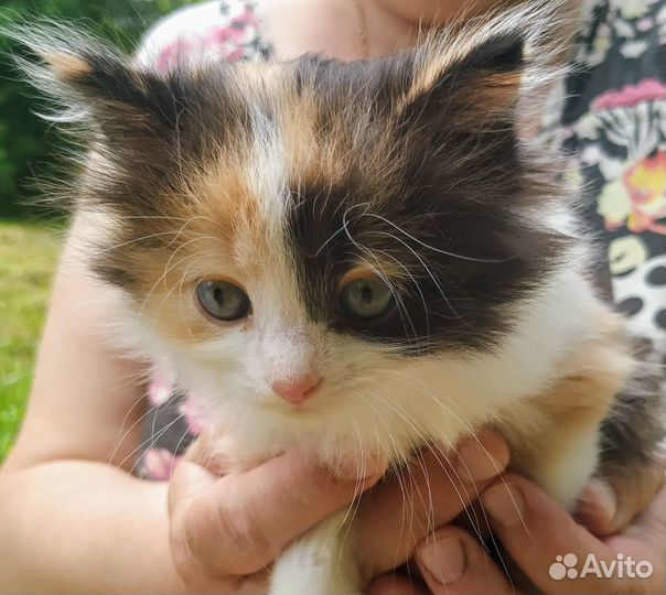 Очаровательные трехцветные котятки