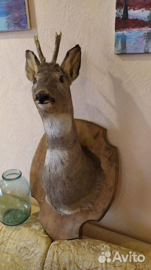 Чучело головы оленя