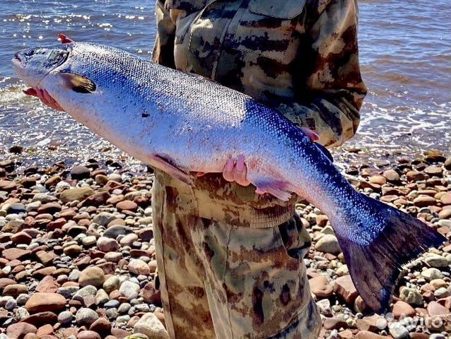 Морская семга дичка (Умба и Варзуга) купить в Апатитах | Товары для ...