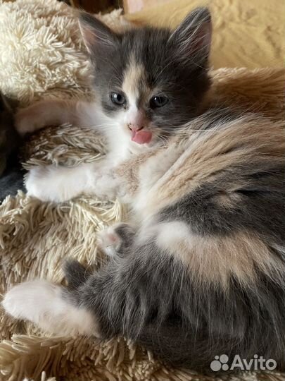 Котята бесплатно