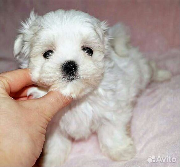 Мальтийская болонка. Мальтезе. Щенки. РКФ