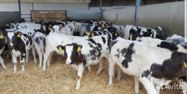 Бычки телята скороспелые