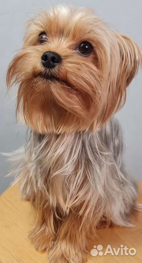 Йоркширский терьер мини беби фейс