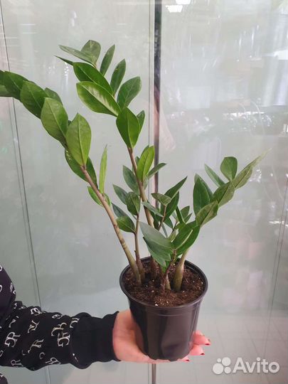 Замиокулькас