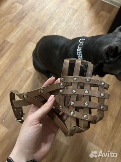 Амуниция для собак