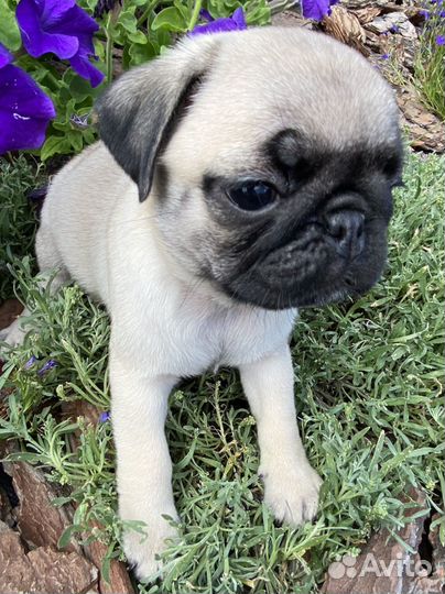 Щенки Мопса,3 мальчика и 2 девочки