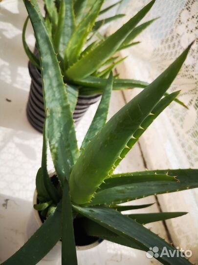 Алоэ Вера растение
