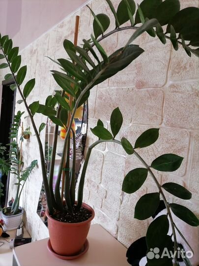 Фикус, Замиакулькас