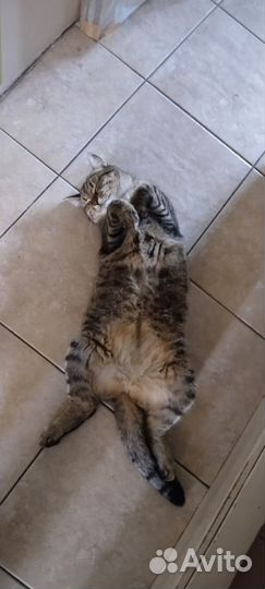 Соне нужен дом