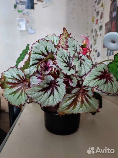 Бегонии: тигровая, Клеопатра, Рекс и королевская