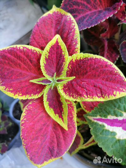 Колеусы вегетативные черенки