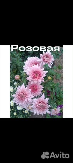 Хризантема корейская