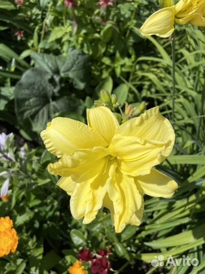 Хосты и растения из своего сада