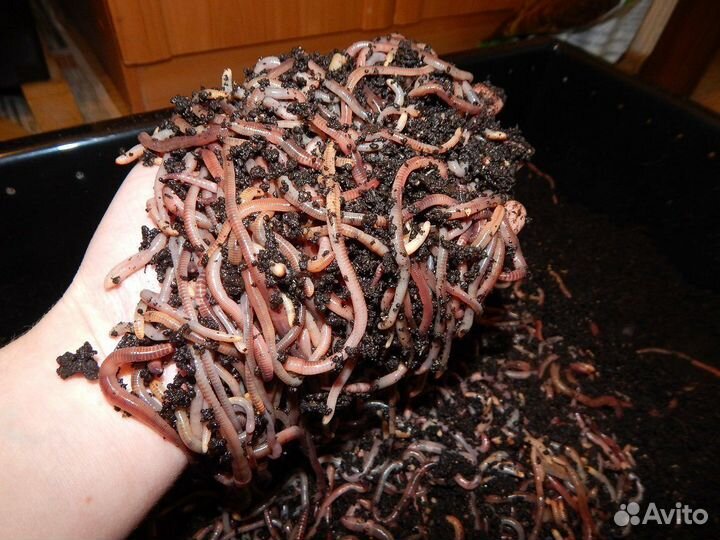 Червь Дендробена