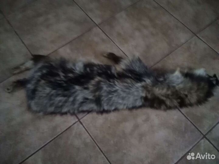 Цельная шкурка енота