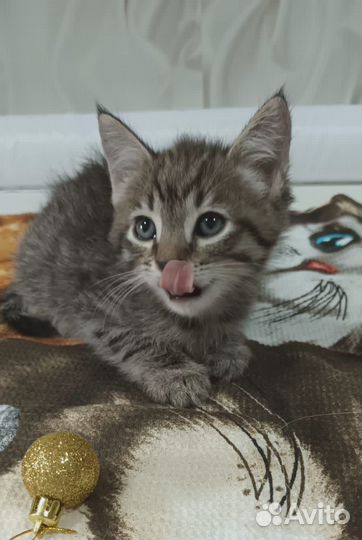 Котенок тигренок 1.5 мес в дар