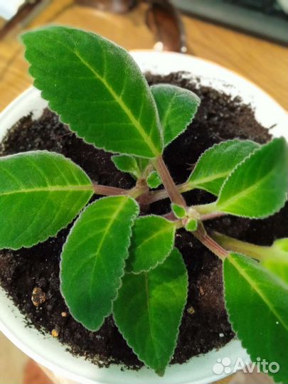 Тидея (глоксиния)