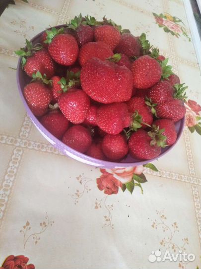 Рассада клубники