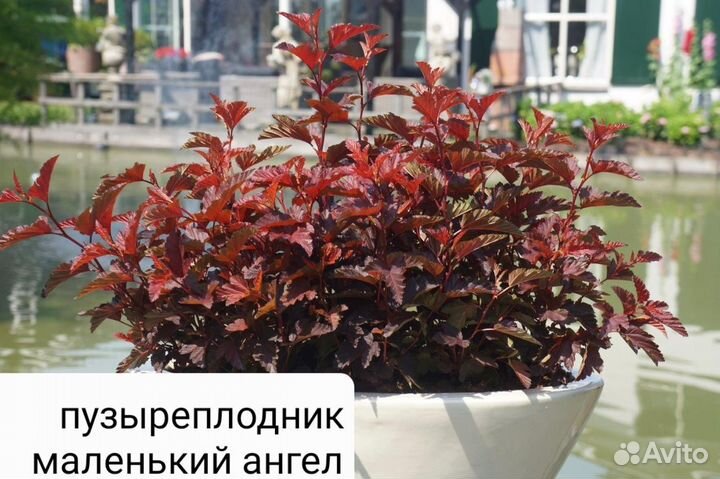 Саженцы пузыреплодник