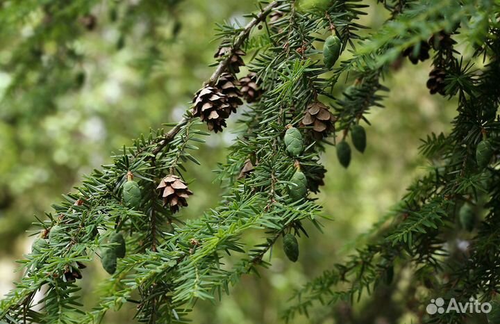Тсуга канадская и Ель колючая глаука, семена