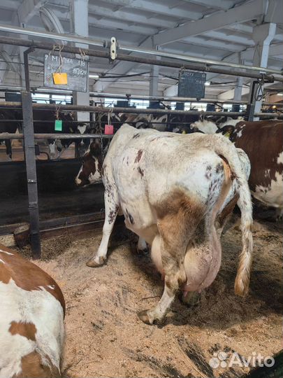Продаем телок Айрширской породы