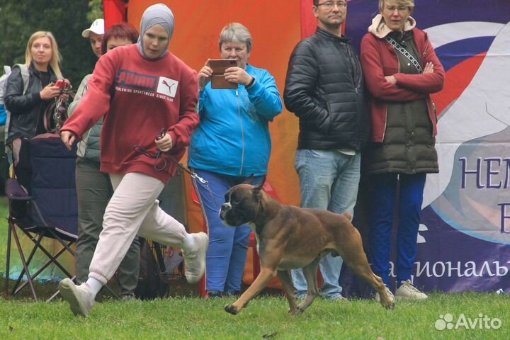 Подготовка к выставкам.Хендлер
