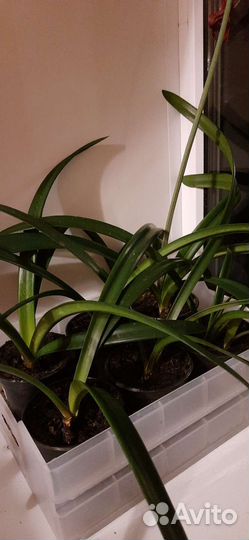 Гиппеаструм/Амариллис/Комнатные растения/Лилия