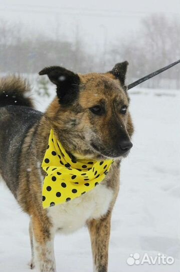 Собака в добрые руки ждет в приюте