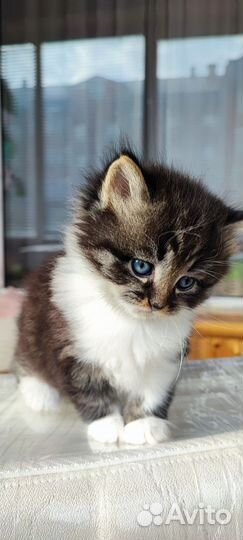 Котенок