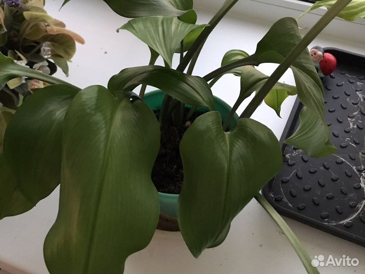 Лилия Амазонская