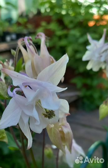 Водозбор Аквилегия