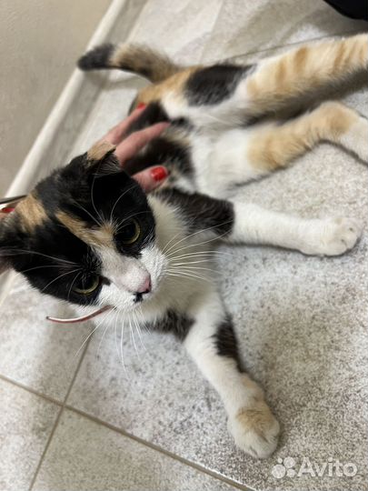 Найдена кошка