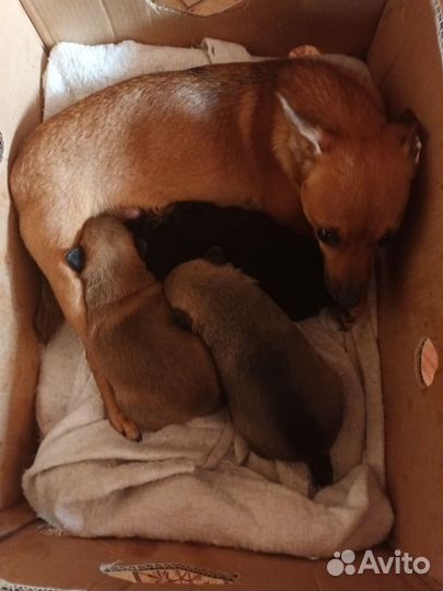 Бельгийская овчарка