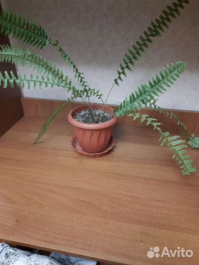 Комнатные цветы