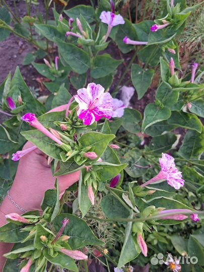 Мирабилис (ночная красавица) семена