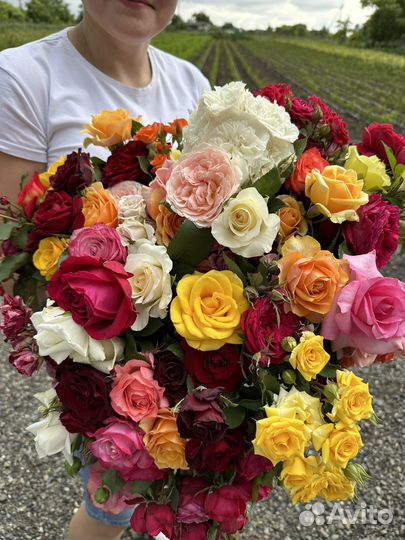 Саженцы Роз окс