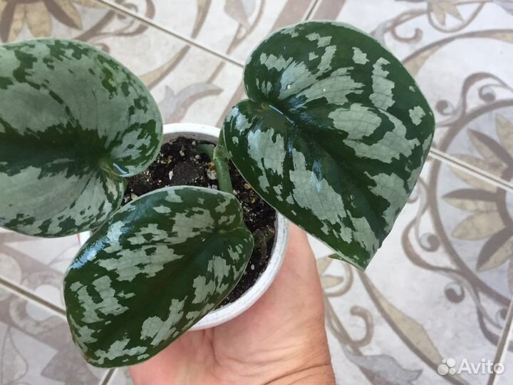 Сциндапус Пиктус