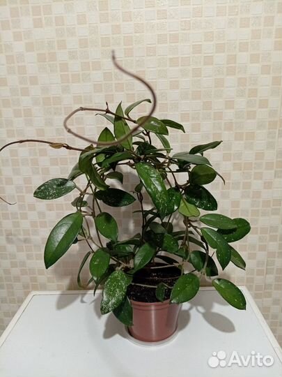 Хойя продаю