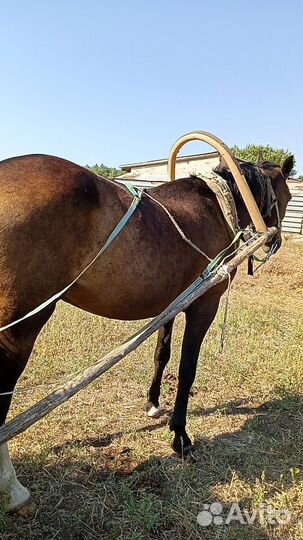 Продажа лошадей