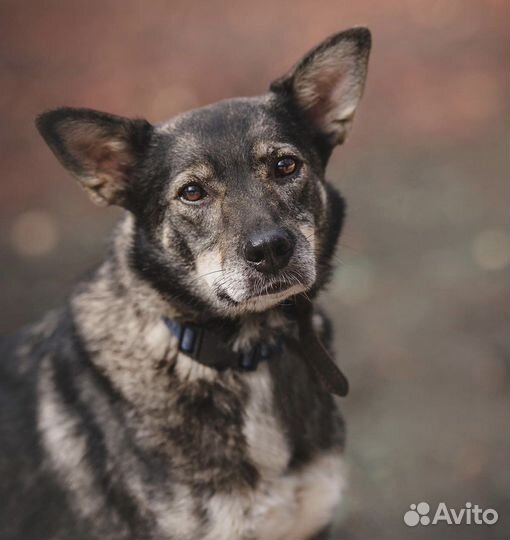 Есть ли шанс у скромной Иззи