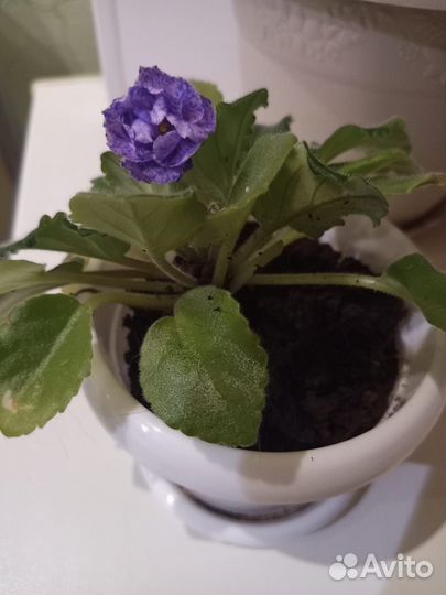 Фиалка в горшке