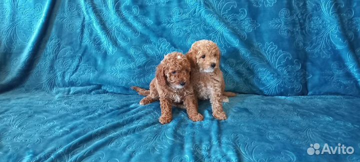 Той-пудель щенки