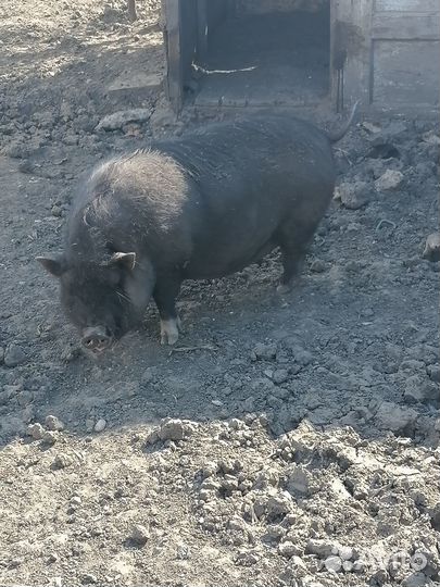 Свиньи на мясо