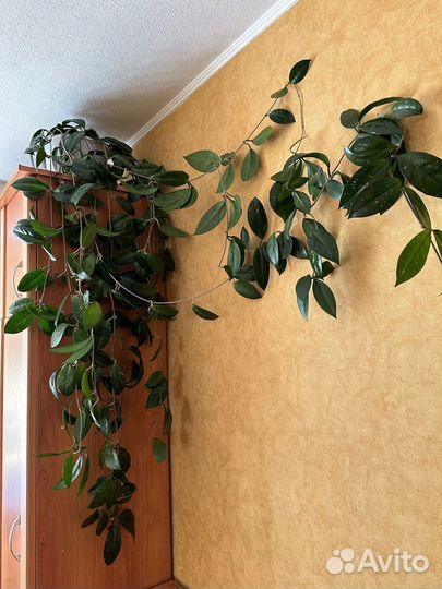 Плющ восковой (хойя)