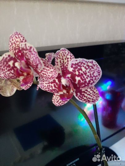 Орхидея фаленопсис Чармер