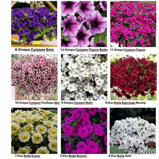 Укорененные черенки вегетативной петунии